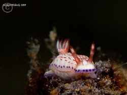 Another little nudi from Anilao.  Canon G10, dual Inon UC... by Stephen Holinski 